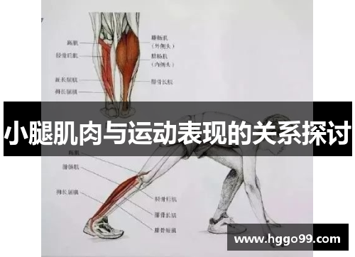 小腿肌肉与运动表现的关系探讨